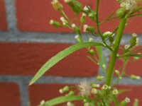 Erigeron canadensis 9, Canadese fijnstraal, Saxifraga-Ed Stikvoort