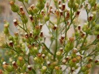 Erigeron floribundus 1, Ruige fijnstraal, Saxifraga-Ed Stikvoort