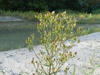 Erigeron floribundus 13, Ruige fijnstraal, Saxifraga-Rutger Barendse
