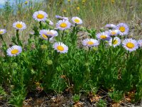 Erigeron glaucus