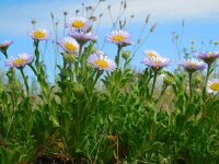 Erigeron glaucus 2, Saxifraga-Ed Stikvoort