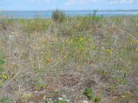 Erigeron glaucus 3, Saxifraga-Ed Stikvoort