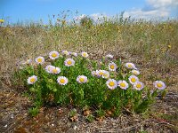 Erigeron glaucus 4, Saxifraga-Ed Stikvoort