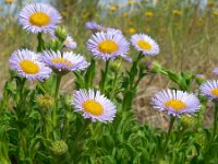 Erigeron glaucus 7, Saxifraga-Ed Stikvoort