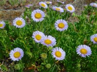 Erigeron glaucus 8, Saxifraga-Ed Stikvoort