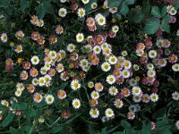 Erigeron karvinskianus, Fleabane