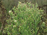 Erigeron sumatrensis 14, Hoge fijnstraal, Saxifraga-Rutger Barendse
