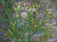 Erigeron sumatrensis 18, Hoge fijnstraal, Saxifraga-Ed Stikvoort