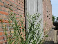 Erigeron sumatrensis 2, Hoge fijnstraal, Saxifraga-Rutger Barendse