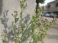 Erigeron sumatrensis 5, Hoge fijnstraal, Saxifraga-Rutger Barendse