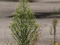 Erigeron sumatrensis 9, Hoge fijnstraal, Saxifraga-Peter Meininger