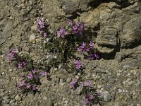 Erinus alpinus 7, Saxifraga-Marijke Verhagen
