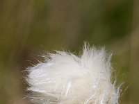 Veenpluis  Common cottongrass (Eriophorum angustifolium), close-up; also named Common cottonsedge : Growth