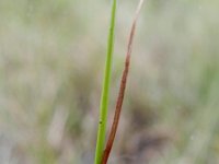 Eriophorum gracile 4, Slank wollegras, Saxifraga-Rutger Barendse