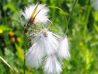 Eriophorum latifolium 1, Breed wollegras, Saxifraga-Jasenka Topic