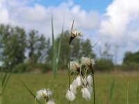 Eriophorum latifolium 13, Breed wollegras, Saxifraga-Jeroen Willemsen