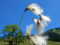 Eriophorum latifolium 15, Breed wollegras, Saxifraga-Ed Stikvoort