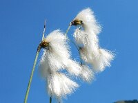 Eriophorum latifolium 16, Breed wollegras, Saxifraga-Ed Stikvoort