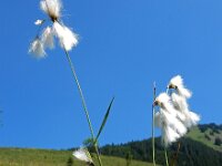 Eriophorum latifolium 17, Breed wollegras, Saxifraga-Ed Stikvoort