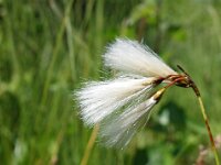 Eriophorum latifolium 18, Breed wollegras, Saxifraga-Hans Dekker