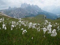 Eriophorum latifolium 21, Breed wollegras, Saxifraga-Harry Jans