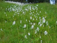 Eriophorum latifolium 7, Breed wollegras, Saxifraga-Ed Stikvoort