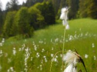 Eriophorum latifolium 8, Breed wollegras, Saxifraga-Ed Stikvoort