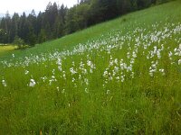 Eriophorum latifolium 9, Breed wollegras, Saxifraga-Ed Stikvoort