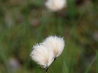 Eriophorum ruseolum, Red Cottongrass