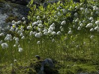 Eriophorum scheuchzeri, White Cottongrass