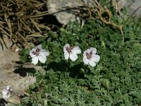 Erodium cheilanthifolium