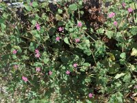 Erodium chium 1, Saxifraga-Piet Zomerdijk