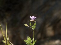 Erodium chium 10, Saxifraga-Jan van der Straaten