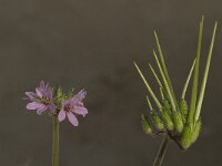 Erodium chium 11, Saxifraga-Willem van Kruijsbergen