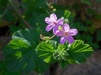 Erodium chium 12, Saxifraga-Ed Stikvoort