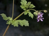 Erodium chium 3, Saxifraga-Jan van der Straaten