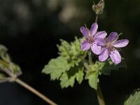 Erodium chium 4, Saxifraga-Jan van der Straaten