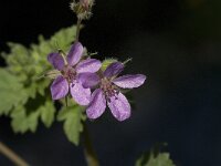 Erodium chium 5, Saxifraga-Jan van der Straaten