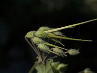 Erodium chium 6, Saxifraga-Jan van der Straaten