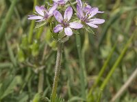 Erodium chium 7, Saxifraga-Jan van der Straaten