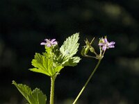 Erodium chium 9, Saxifraga-Jan van der Straaten