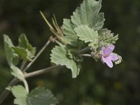 Erodium chium ssp littoreum 2, Saxifraga-Jan van der Straaten