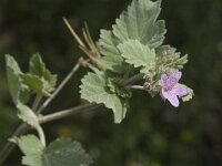 Erodium chium ssp littoreum 2, Saxifraga-Jan van der Straaten