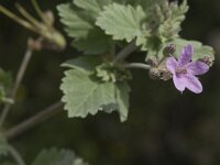 Erodium chium ssp littoreum 8, Saxifraga-Jan van der Straaten