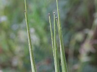 Erodium ciconium 1, Saxifraga-Rutger Barendse