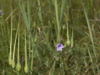 Erodium ciconium 8, Saxifraga-Willem van Kruijsbergen