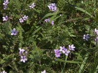 Erodium cicutarium, Common Storks-bill