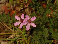 Erodium cicutarium 1, Gewone reigersbek, Saxifraga-Jan van der Straaten