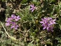 Erodium cicutarium 11, Gewone reigersbek, Saxifraga-Jan van der Straaten