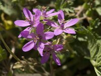 Erodium cicutarium 12, Gewone reigersbek, Saxifraga-Jan van der Straaten